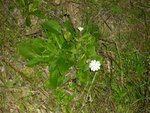 Plante_Fleurs_Blanches_1.JPG