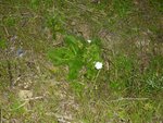 Plante_Flaurs_Blanches_2.JPG