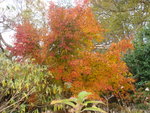 novembre 2011 453.jpg