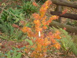 novembre 2011 456.jpg
