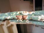 Trichocereus Bridges