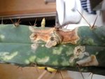 Trichocereus Bridges