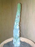 Trichocereus Bridges