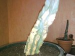 Trichocereus Pachanoi