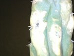 debut du point noir ,Trichocereus Pachanoi
