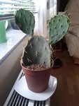 cactus.jpg