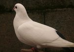 bonjour<br />je ne connais pas la race de  ce pigeon <br />merci de me le dire*<br />le vendeur n a pu me l indiquer