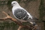 merci de me donner la race de ce pigeon<br />je ne trouve pas