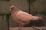 bonjour<br />j ai ce pigeon le vendeur m a dit que c etait un pigeon cauchois <br />est ce vrai<br />je suis fan de ces betes j ai plusieurs race mais je ne les connais pas <br />donc pourquoi mes plusieurs demande