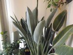 strelitzia 11 2011 006 [800x600].jpg