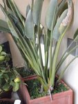 strelitzia 11 2011 001 [800x600].jpg