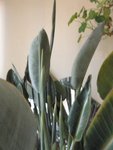 strelitzia 11 2011 002 [800x600].jpg