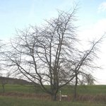 Un Merisier, un vrai. La grande bêche donne l'échelle. Cliquer pour agrandir l'image.