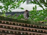 P1020227-2.JPG