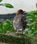 Oiseau x-2.JPG