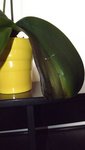 orchidjaunebis.jpg