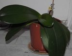 ORCHID2.JPG