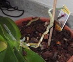 Orchid2bis.JPG