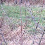 Sans épines... Elles viennent avec l'âge ?