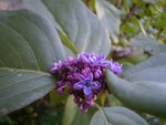 lilas.JPG