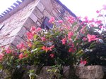 bégonias.JPG