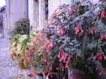begonias2.JPG