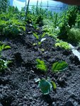 aubergines%20barbentane%202.jpg