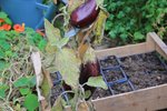 dernières aubergines 2011.jpg