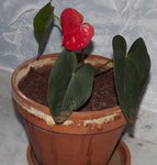 Anthurium.JPG