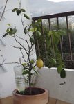 CITRON.JPG