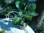 aubergines%20de%20barbentane.jpg