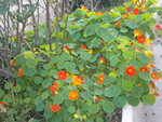 DSCN2796.JPG