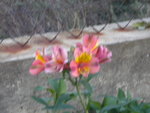 DSCN2797.JPG