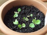 DSC08785_2.JPG