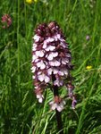 Orchis purpurea1 [50%] [800x600].jpg