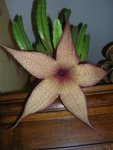 Stapelia 3.JPG