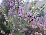 IMG_0007.JPG