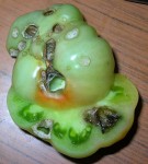 Tomates.jpg