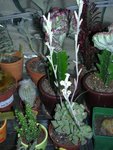 DSCN4707.JPG