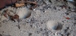 traces curieuses.jpg