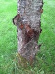 IMG_2335_c.JPG