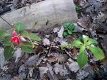 Impatiens
