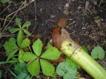 limacestournesol.JPG (198.2 Kio) Consulté 1239 fois Limaces s'attaquant à un tournesol, été 2007