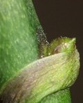 une pousse sur mon phalaénopsis