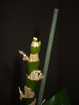 DSCF7307.JPG
