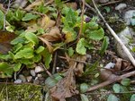 premières primevères et crocus.jpg