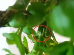 kalanchoe