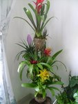 plante.jpg