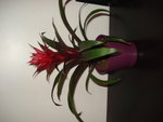 Magnifique plante d 'un rouge flamboyant