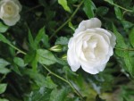rosier blanc.jpg